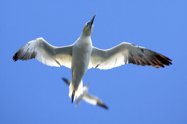 A trip to see the Gannets of Noss | NorthLink Ferries