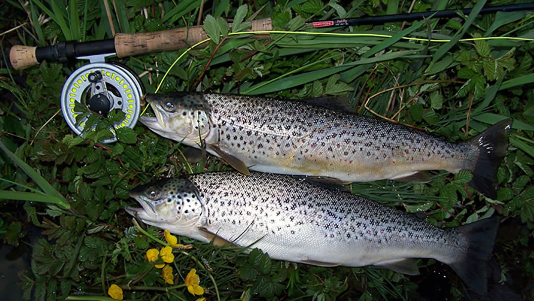 The right conditions for catching Trout in Orkney? 