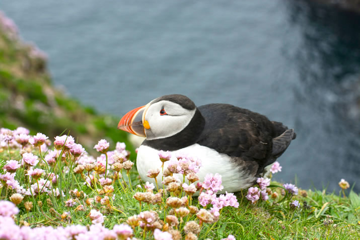 Where in Shetland do you find? | NorthLink Ferries