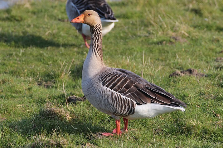 30 Birds to see in Orkney | Bird Watching Orkney | NorthLink Ferries