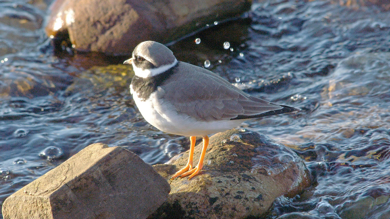 30 Birds To See In Shetland Northlink Ferries