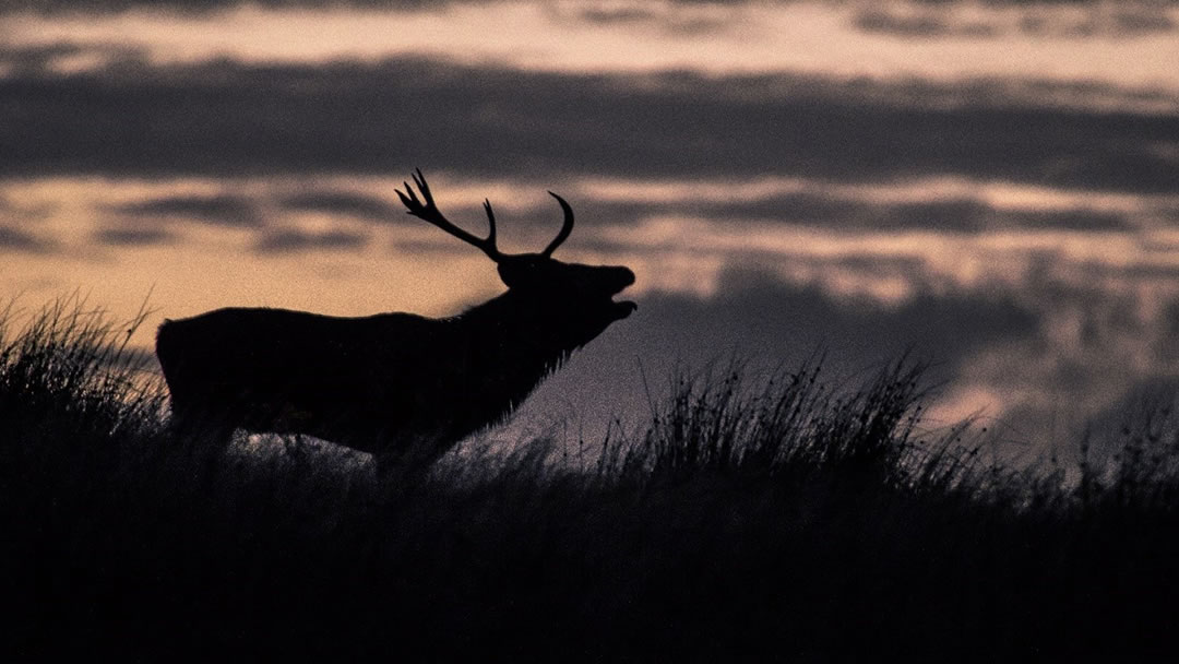 Deer in Caithness, by Colin Campbell