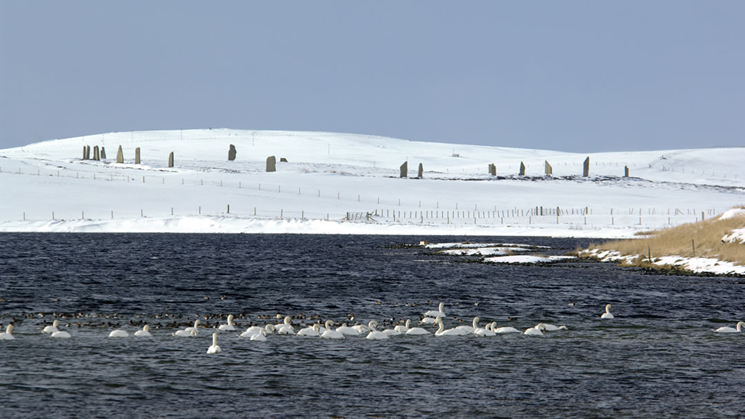 Swans at Brodgar in Orkney