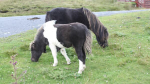 Ten Fascinating Facts About Shetland Ponies | NorthLink Ferries