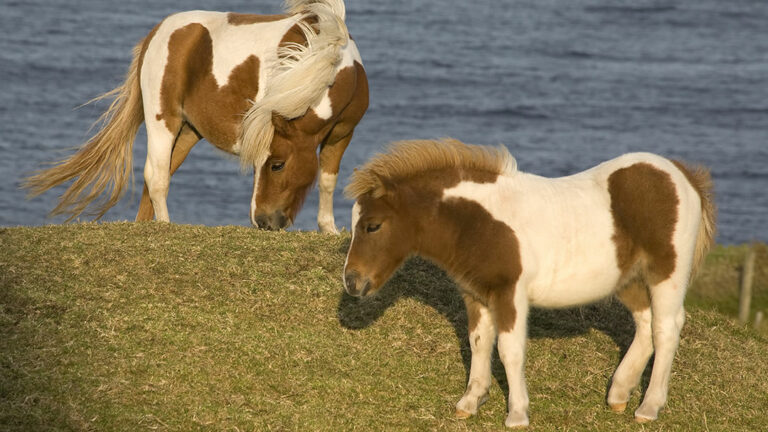 Ten Fascinating Facts About Shetland Ponies | NorthLink Ferries