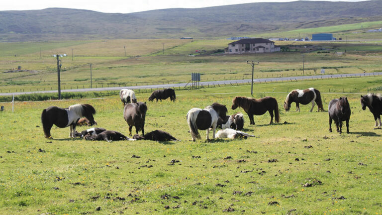 Ten Fascinating Facts About Shetland Ponies | NorthLink Ferries