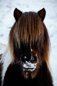 Ten Fascinating Facts About Shetland Ponies | NorthLink Ferries