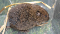 The day we caught an Orkney Vole | NorthLink Ferries