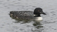 30 Birds to see in Orkney | Bird Watching Orkney | NorthLink Ferries