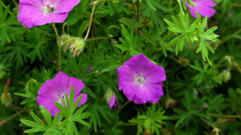 Gardening in the Orkney Islands | NorthLink Ferries