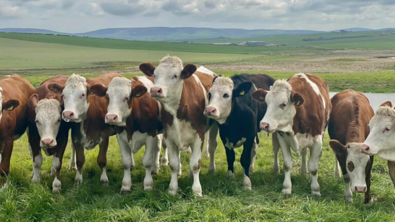 The Orkney Dairy: the secret to creating delicious products | NorthLink