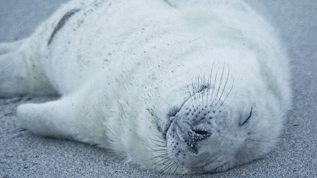 A seal pup snoozes on the shore