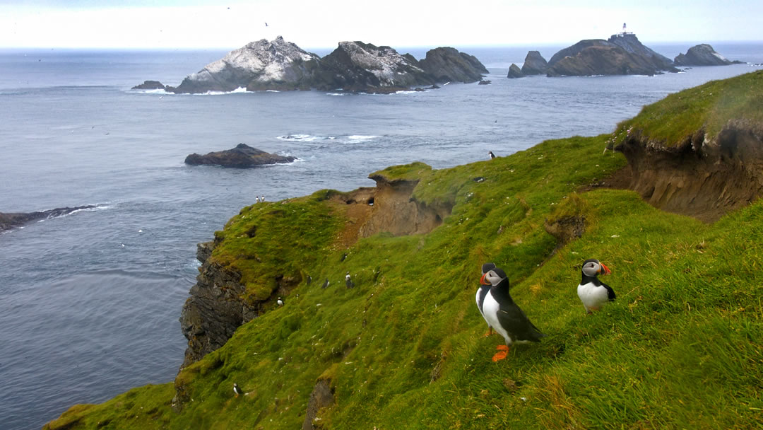 Hermaness National Nature Reserve, a spectacular wildlife reserve at the most northerly tip of the island of Unst in Shetland