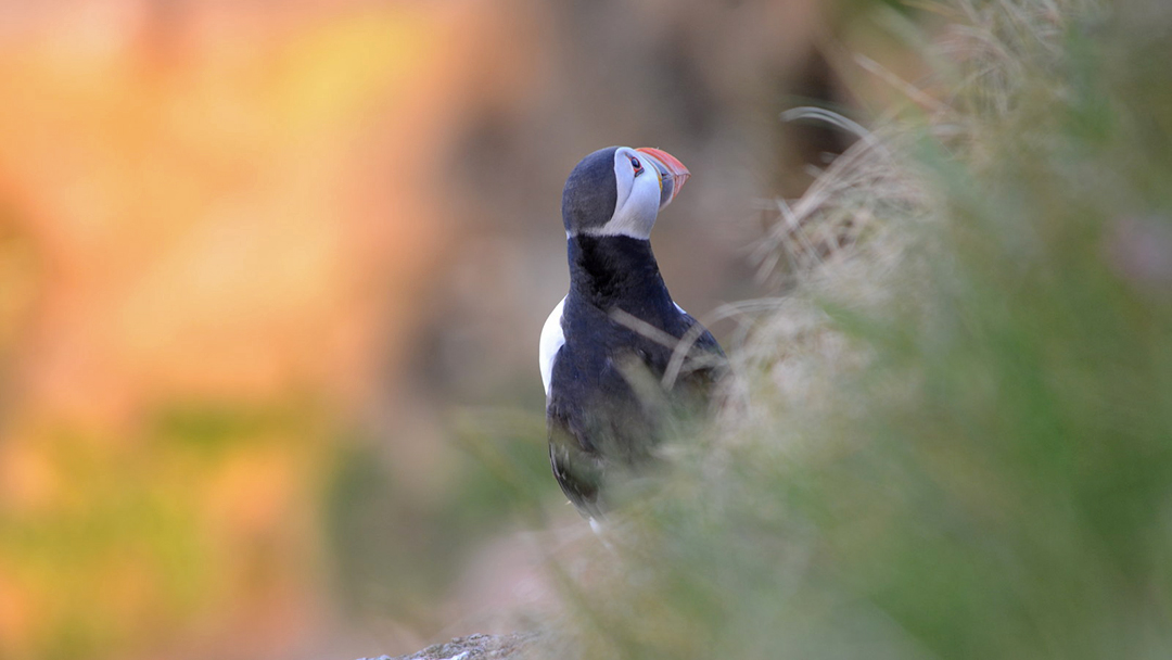 Puffin spotted at the Bullers of Buchan