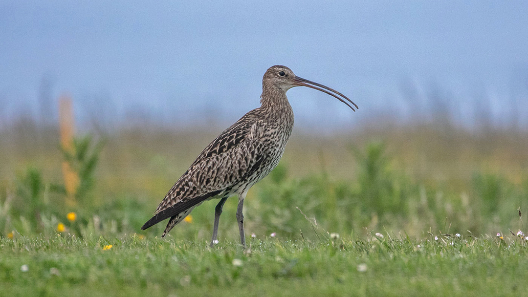 A curlew spotted in Steve's garden