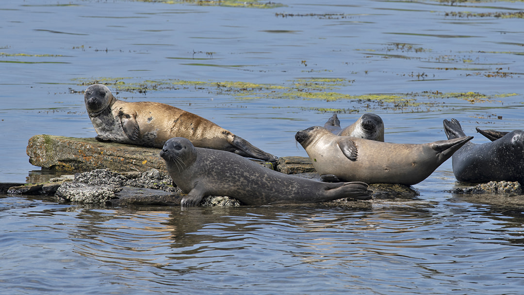Common seals lazing on the shore in Orkney