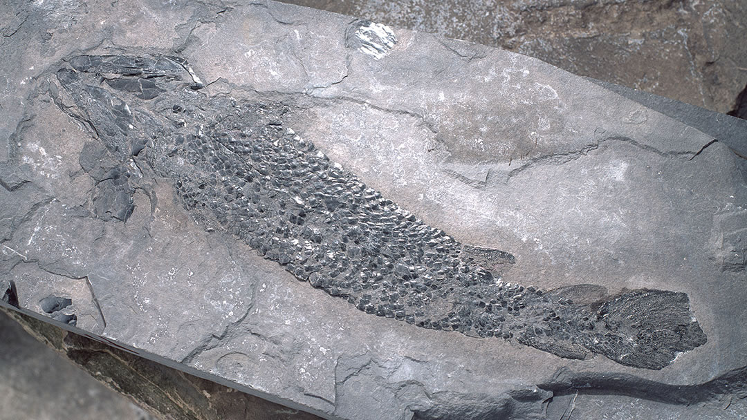 Fish fossil from when Orkney was covered by a lake 385 million years ago