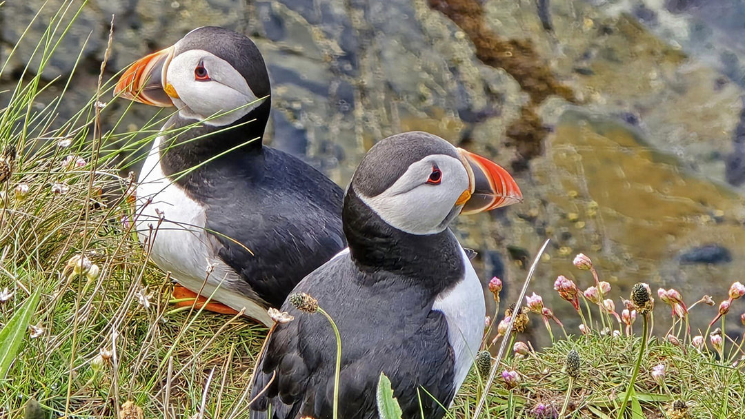 Puffins at the Castle o'Burrian in Westray, Orkney