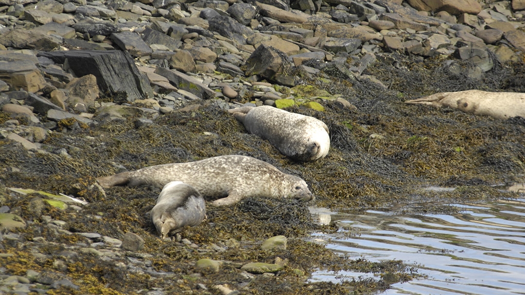 Seals spotted on the coast of Mousa