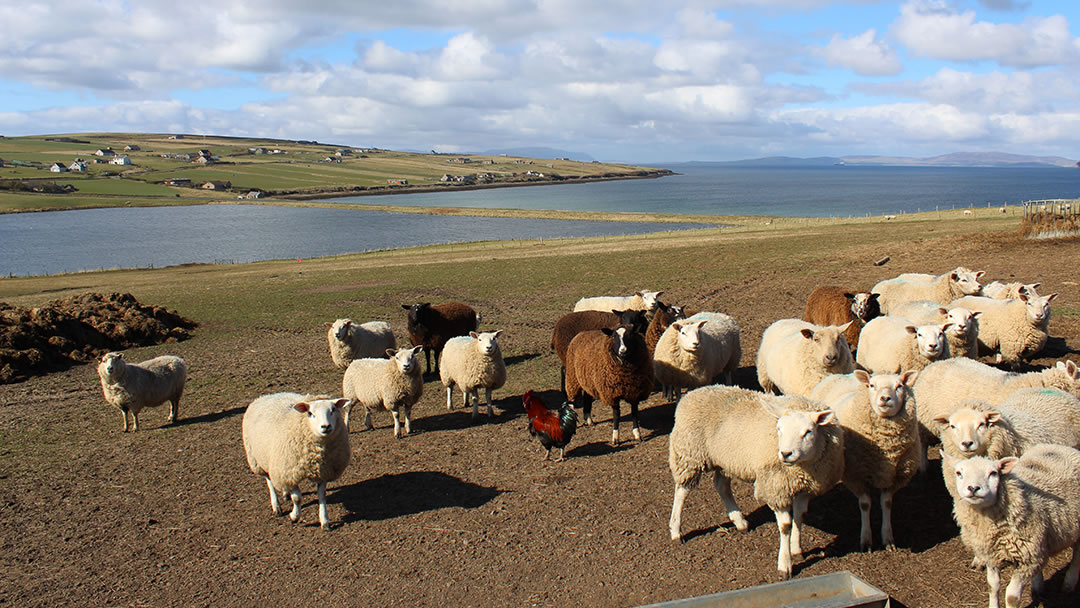 Some new friends in the foreground, and Echnaloch, Echnaloch Bay and Scapa Flow in the background