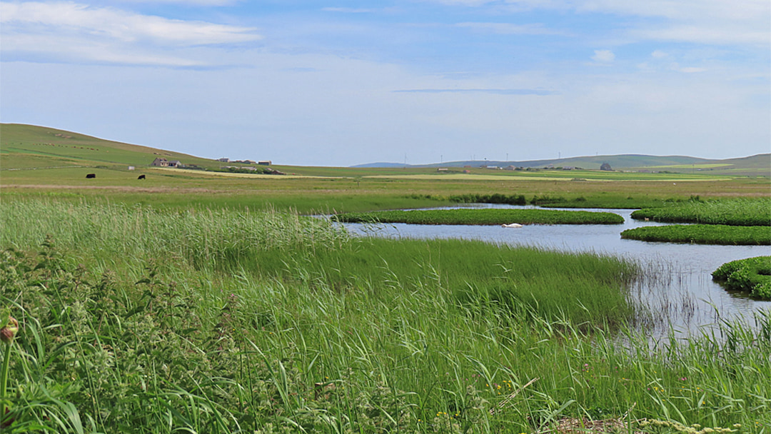 The Loons and Loch of Banks RSPB reserve in Orkney