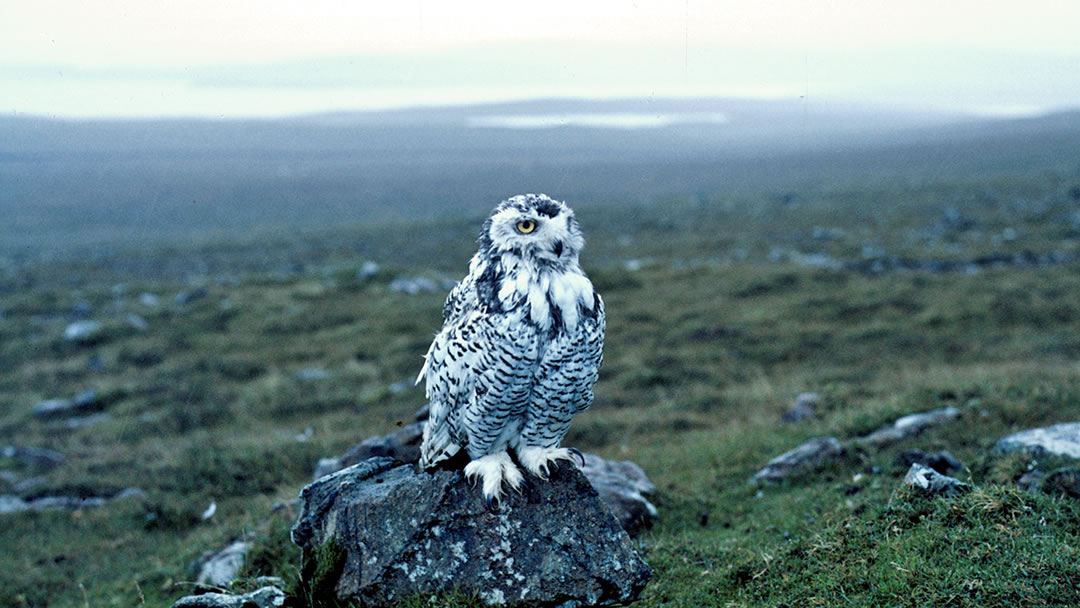 A young male Snowy Owl, taken in Fetlar in 1968