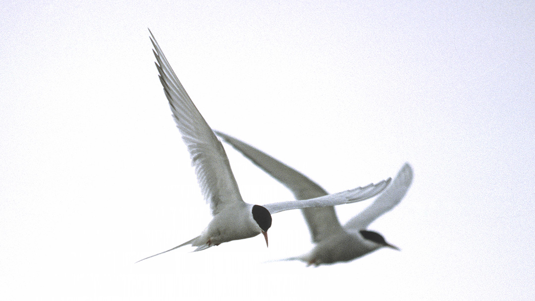 Arctic Tern in mid-flight