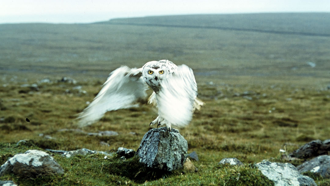 Snowy Owl taking flight, taken in 1968