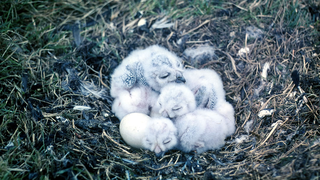 The first brood of Snowy Owls ever discovered hatched in the wild in Britain