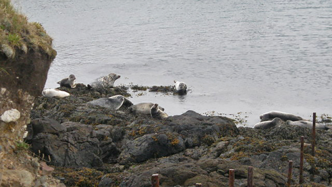 Seals beside Papa Stour pier