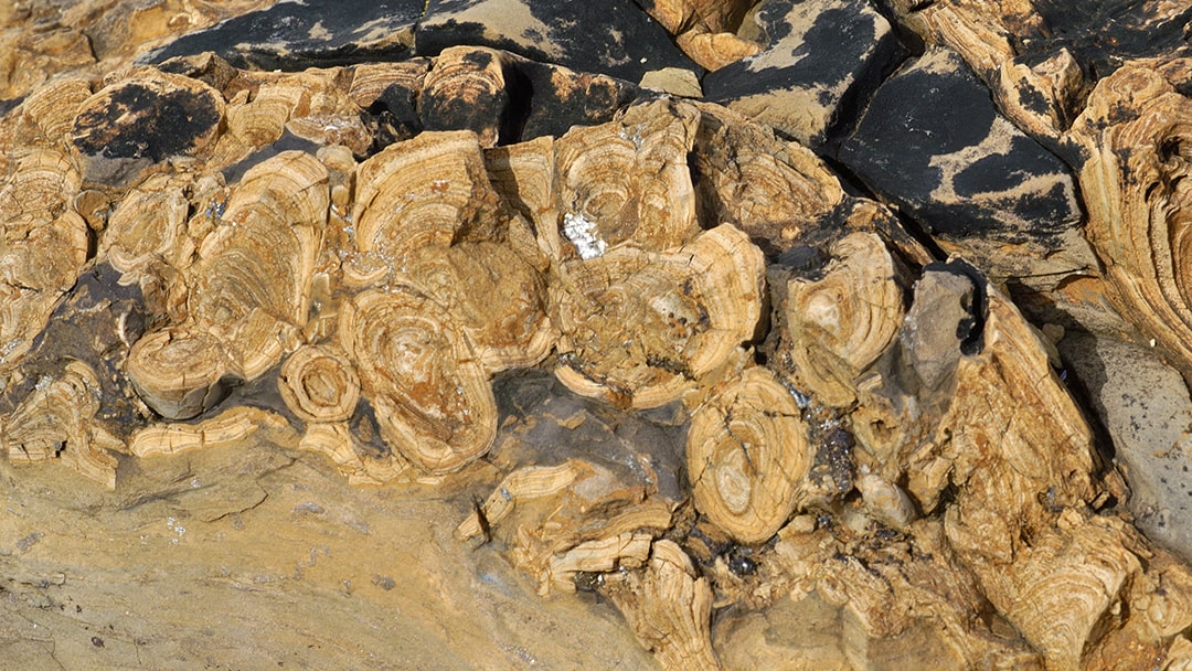 Stromatolites seen at Yesnaby