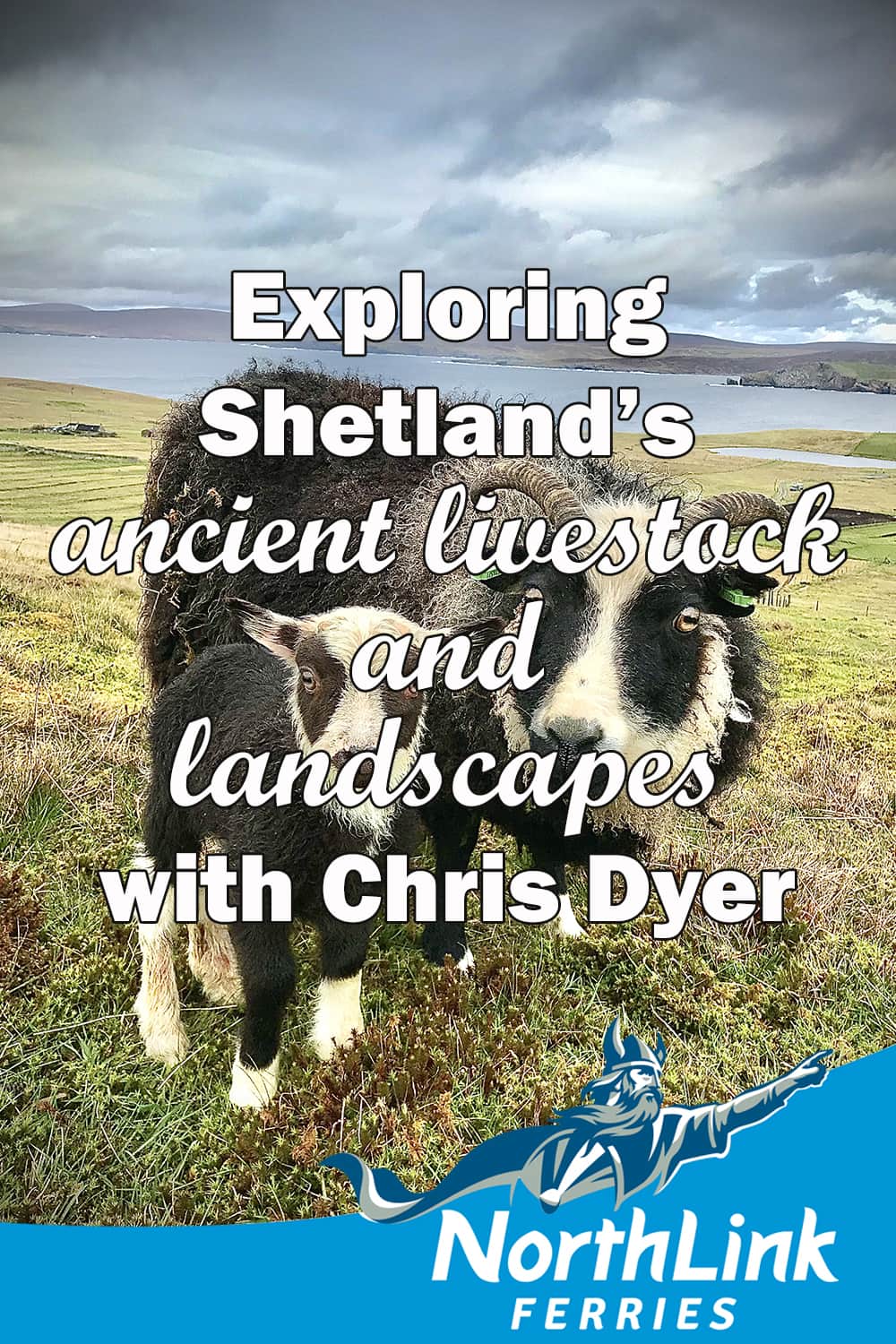 Exploring Shetland's ancient livestock and landscapes with Chris Dyer