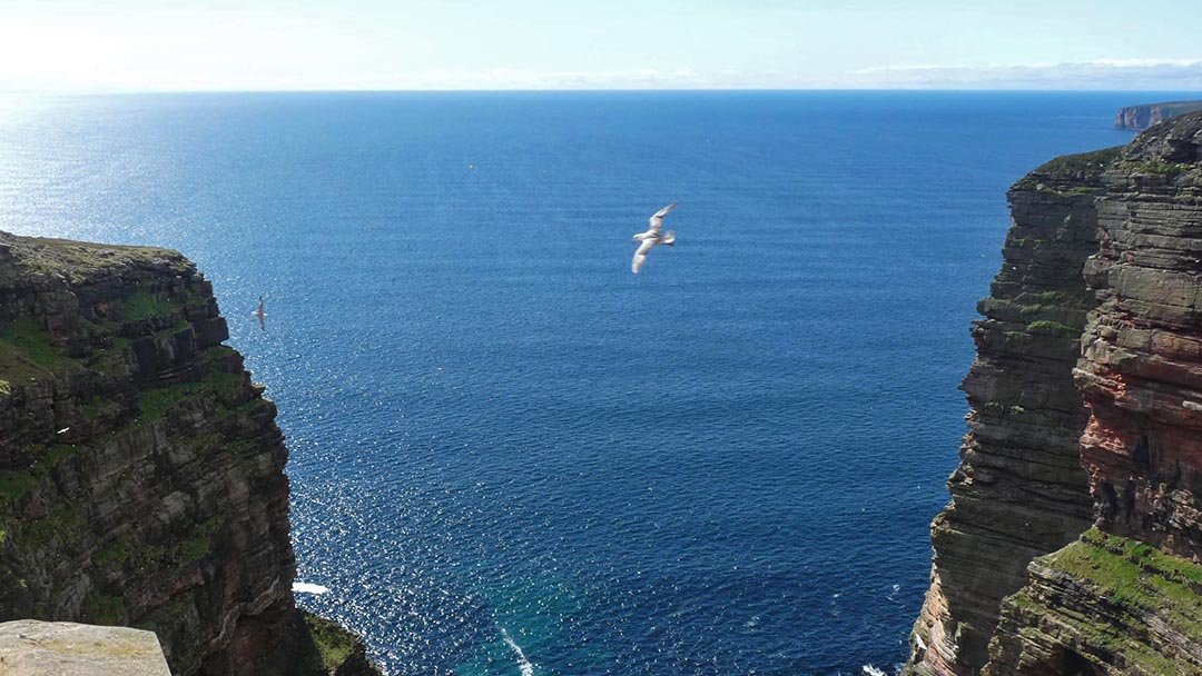 Fulmars nest on the cliffs at Lyrie Geo