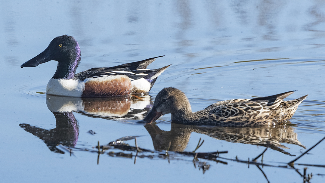 Large numbers of wildfowl, including shoveler (Anas clypeata) can be seen in the Loch of Spiggie during autumn and winter