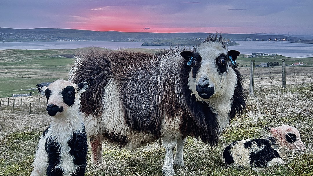 Native sheep at Garths Croft