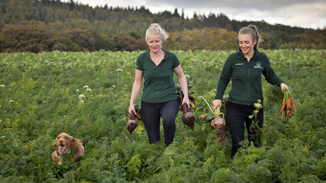 Little Brown Dog Spirits forage ingredients from local farmers