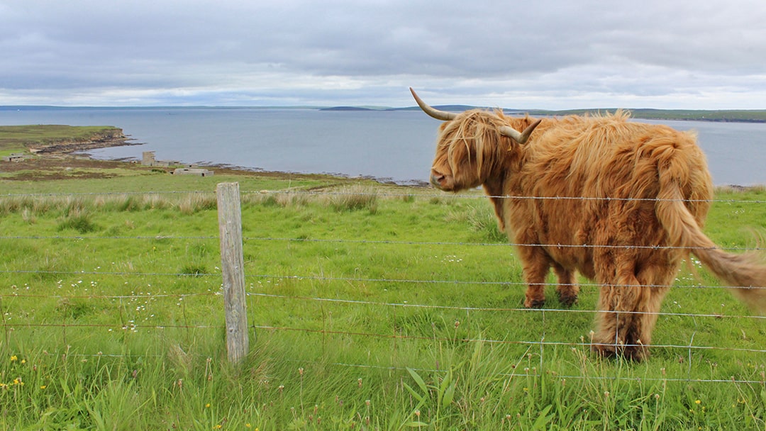 A Highland Cow on the Orkney island, Flotta