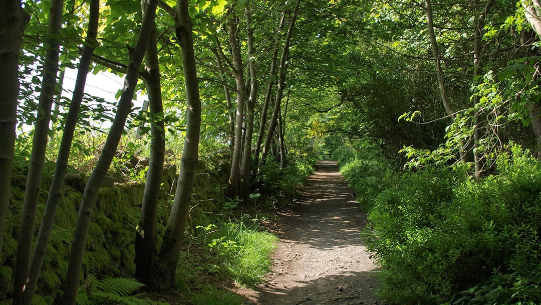 A path leading through Den Woods near Hazlehead Park