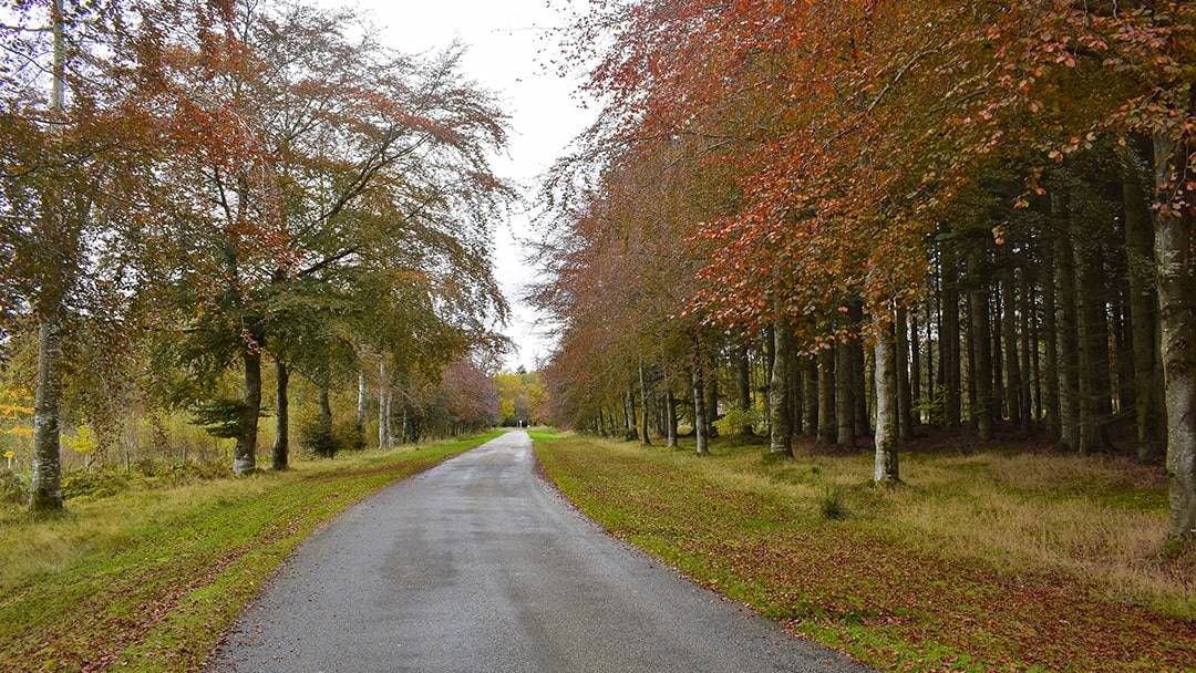 An autumnal walk through Dunecht Estate