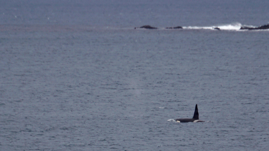 Killer whales spotted in the north of Lerwick Harbour