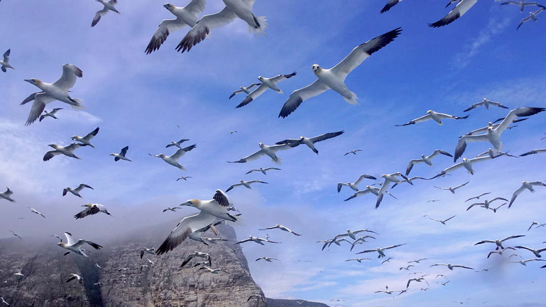 A flock of gannets flying at Noss