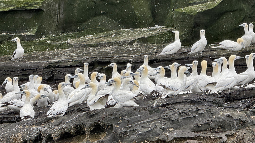 Gannets at the cliffs of Noss