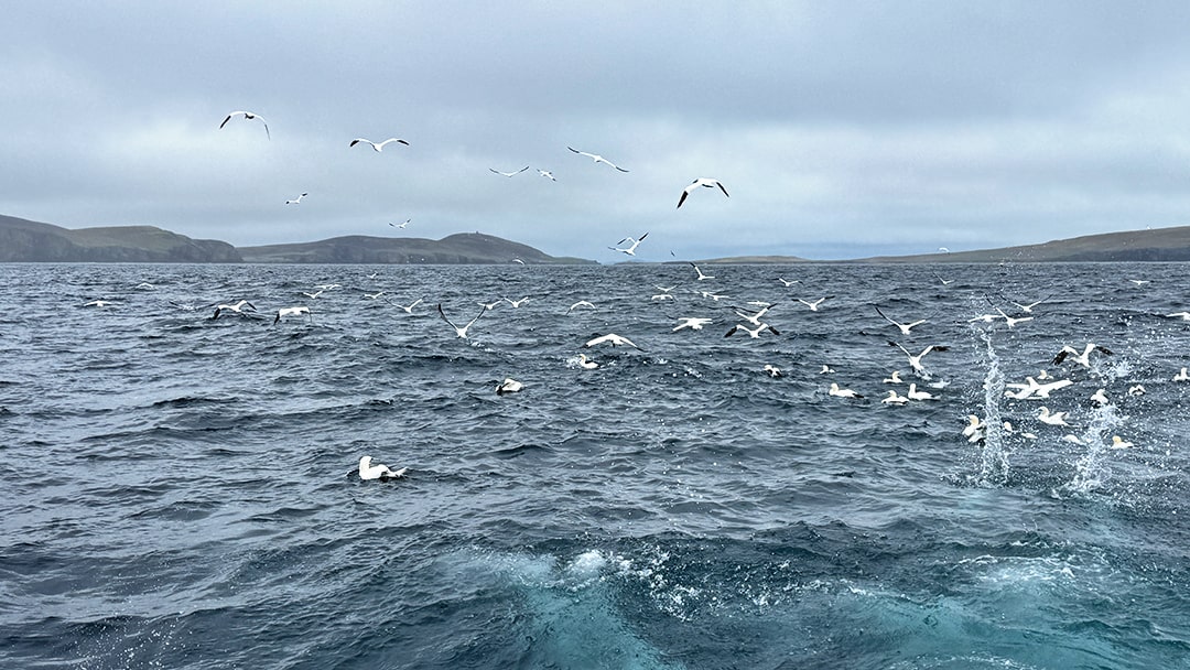 Gannets diving into the water