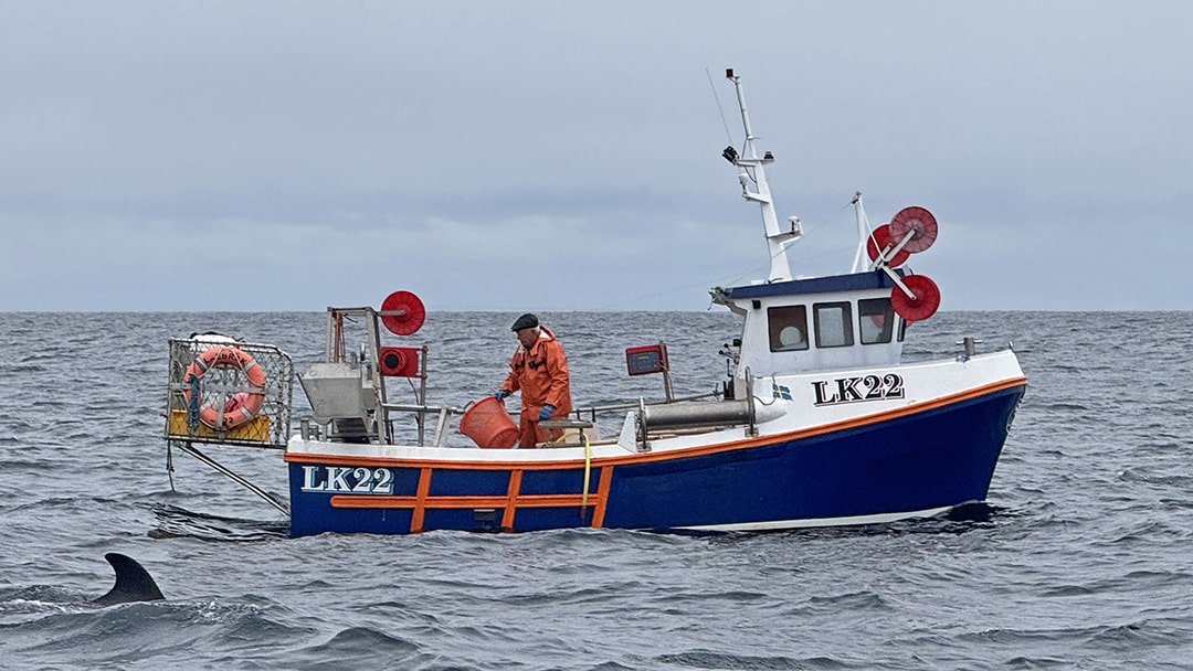 Minke Whale off Shetland