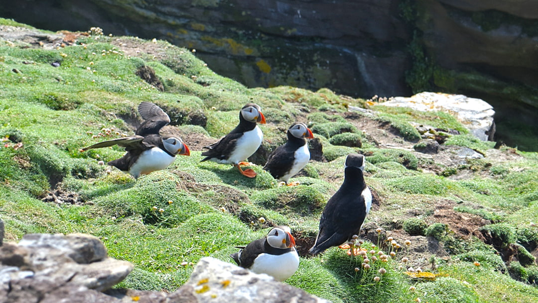 Puffins spotted behind Cradle Holm in Noss, Shetland