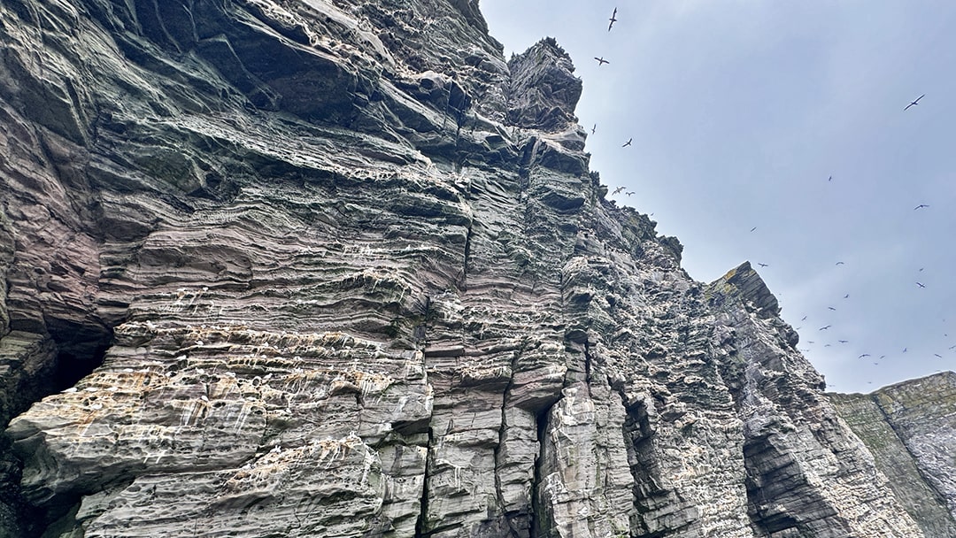 The jagged cliffs at Noss are the perfect nesting place for seabirds