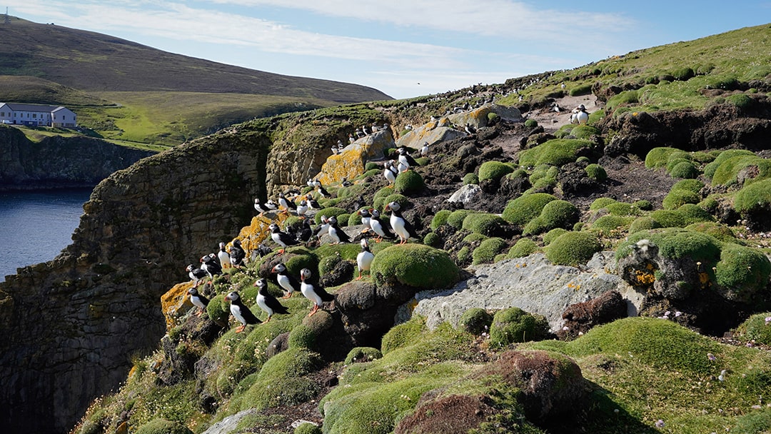 A large group of puffins perched on the cliffs at Fair Isle, Shetland