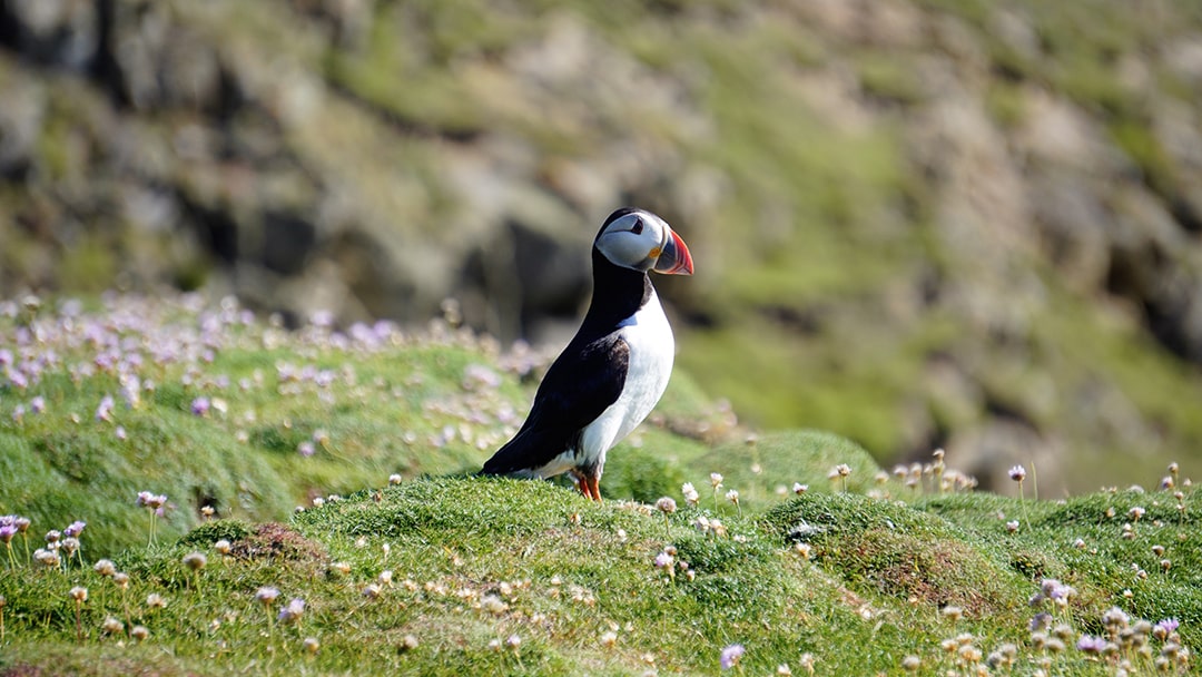 A puffin spotted on a ranger-led walk on Fair Isle