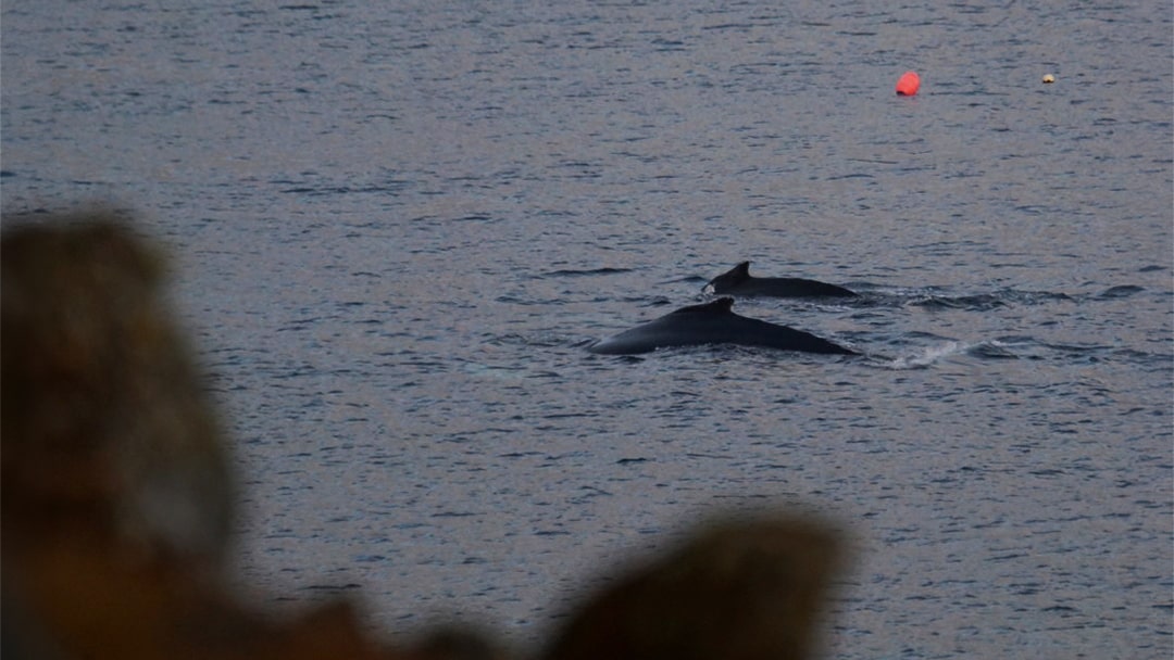 Humpback whales passing Muckle Head, Gossabrough in Shetland