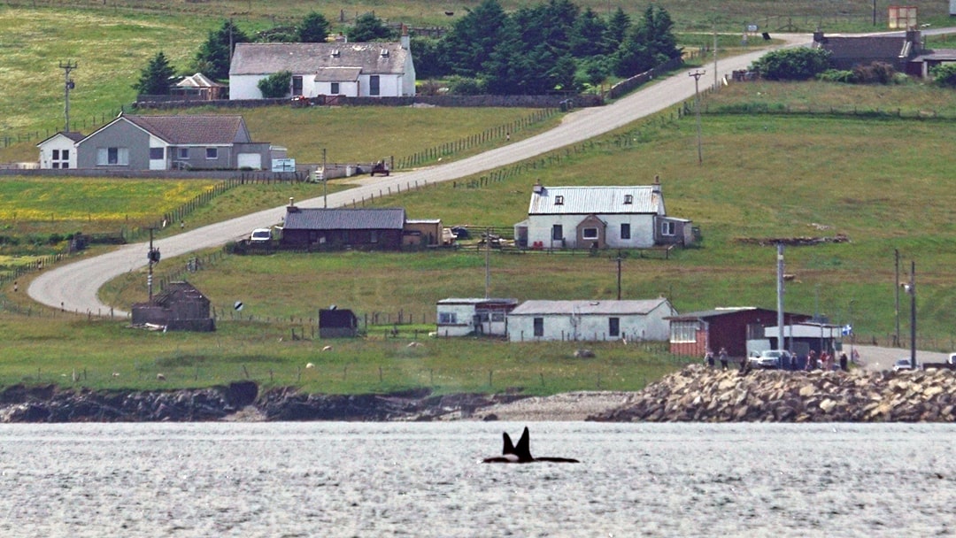 Killer whales passing Gutcher, Yell in Shetland